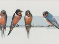 1.Barn-Swallows.1500