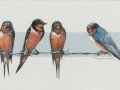 1_Gloe-Barn-Swallows
