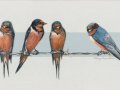 Gloe-Barn-Swallows