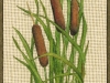 cattails-gloe-mary-ann