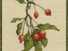 crab-apples-gloe-mary-ann