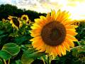 34.Meyer-Joyce-sunflower-field-signed