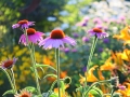 prairie-flowers-by-joyce-meyer