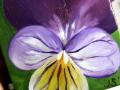 19.Scheffert-Jeanine_-Viola-Painting