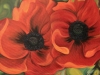 poppies-for-webpage